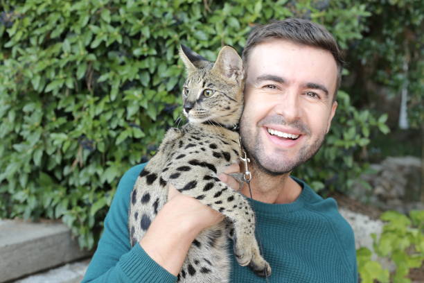 istock Man with pedigreed Savannah cat 1347518479