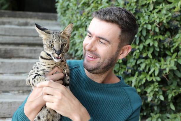 istock Man with pedigreed Savannah cat 1347518482