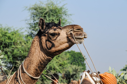 The head of a dromedary was painted by the owner, a nomadic shepherd in Gadulia, in Rajasthan, on the edge of the Thar desert in the west of the Indian subcontinent.