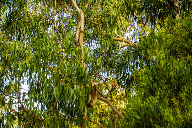 A koala in a tree in the nature of Australia.