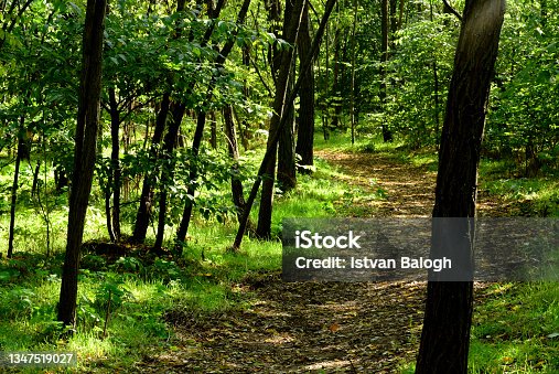 istock Forest path in lush green deciduous forest. sandy track with fallen yellow leaves 1347519027