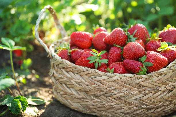 istock Delicious ripe strawberries in wicker basket outdoors, closeup 1347519032