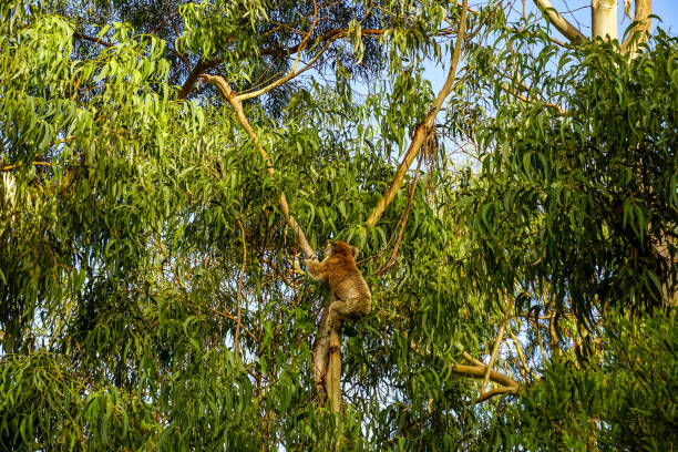 A koala in a tree in the nature of Australia.
