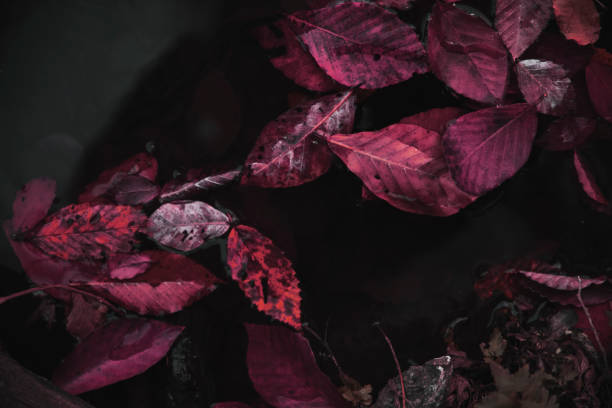 Autumn leaves on the water. Autumn backgraund.