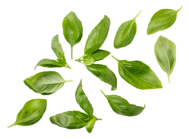 istock Green basil leaves fall on a white background, cut. Isolated 1347520242