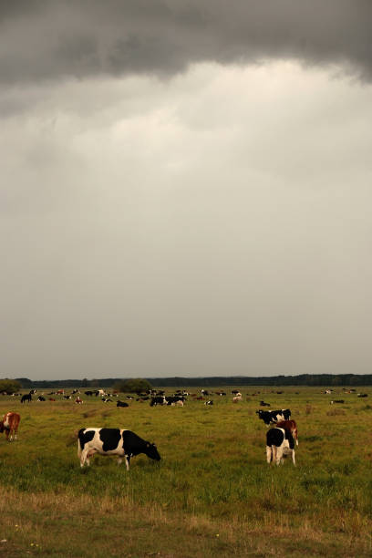 istock A herd of cows on a field under a stormy sky 1347520462