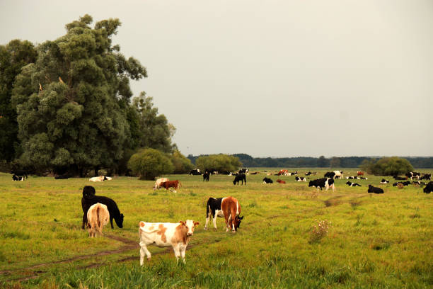 A cattle farm in western Poland