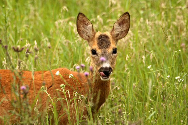 istock Roe deer grazes in the meadow 1347520655