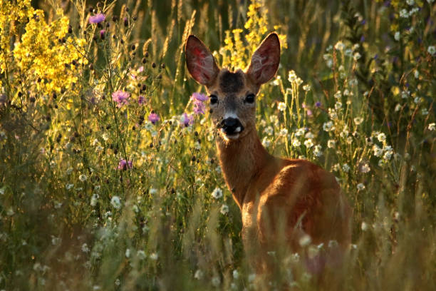 istock Cervus capreolus on a patch among flowers 1347520696