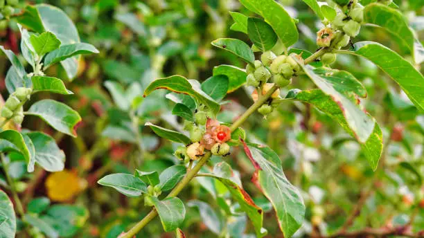 Ashwagandha Dry Red Fruits Medicinal Herb with Fresh Leaves, also known as Withania Somnifera, Ashwagandha, Indian Ginseng, Poison Gooseberry, or Winter Cherry