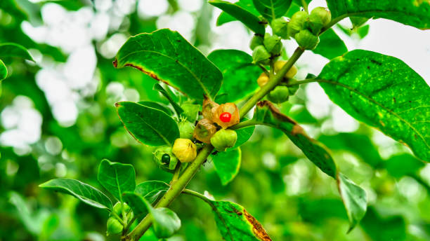 Berry on a Ashwagandha plant, Withania somnifera stock photo