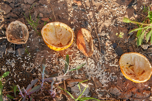 ORANGE PEELS AND RICE TO PREVENT ANTS FROM KILLING PLANTS IN OUR GARDEN. NATURAL FERTILIZER FOR THE SOIL. HORIZONTAL