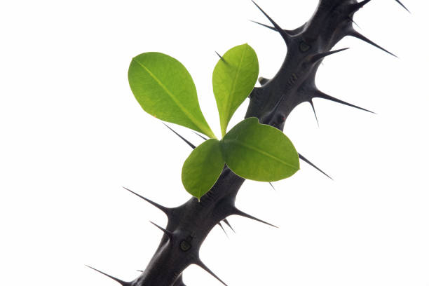 Alluaudia flower plant. Thorns and spines on the branches. Floral background