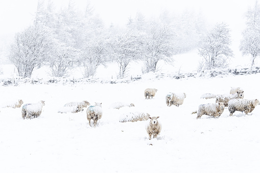 Sheep in a cold white winter Yorkshire landscape