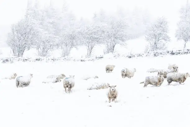 Photo of Sheep in the snow