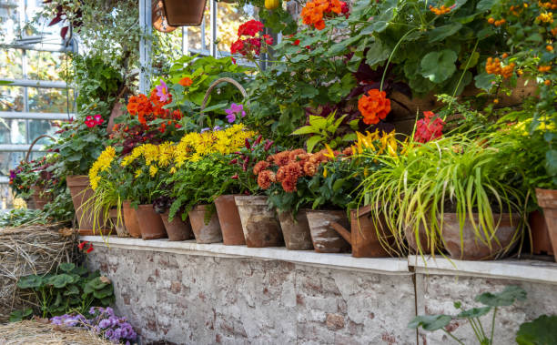 istock Various blooming autumn plants in ceramic pots stand in a row on a shelf. 1347523786