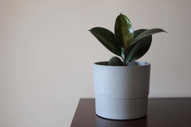 istock Young Ficus Elastica Burgundy or Rubber tree in grey pot. Minimal creative decor 1347523879