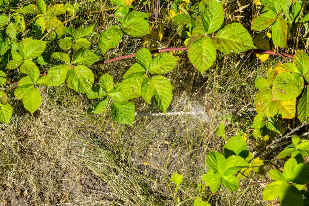 A lawn with plants in summer.