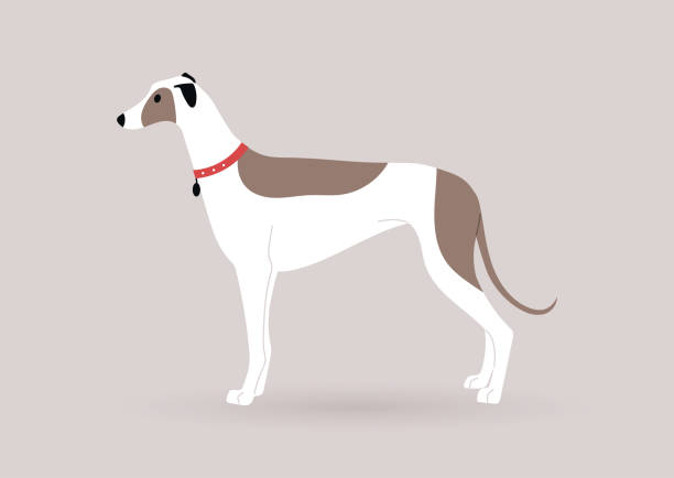 illustrations, cliparts, dessins animés et icônes de un gracieux chien lévrier blanc avec des taches brunes debout dans une vue latérale, thème des animaux domestiques - dog greyhound whippet isolated