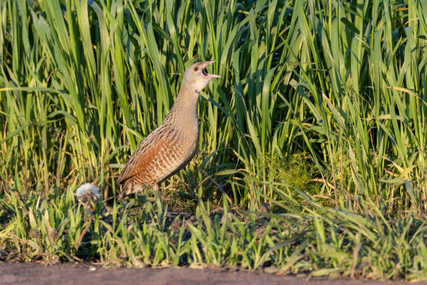 corncrake, schiribilla di mais (crex crex). - bird warbler birdsong singing foto e immagini stock