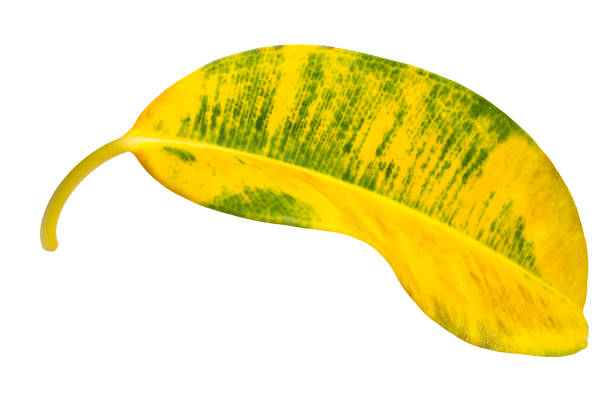 Yellow ficus leaf isolated on white background.
