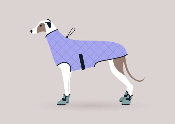 ilustraciones, imágenes clip art, dibujos animados e iconos de stock de un retrato de un perro galgo con un abrigo y botas de invierno, trajes de mascotas domésticas - ropa para mascotas