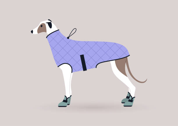 겨울 코트와 부츠를 입은 그레이하운드 강아지의 초상화, 국내 반려동물 의상 - pet clothing stock illustrations