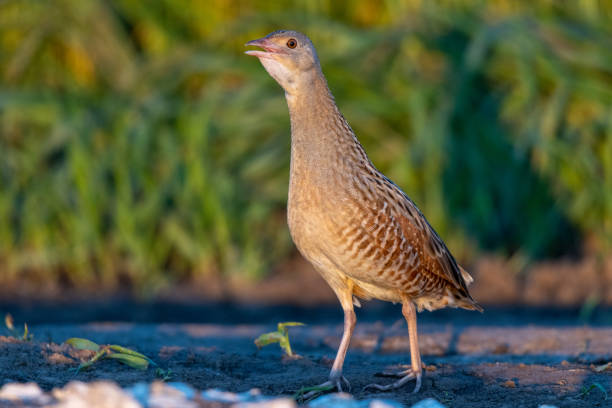 Corncrake, Corn crake (Crex crex). Corncrake, Corn crake (Crex crex). Russia, the Ryazan region corncrake stock pictures, royalty-free photos & images