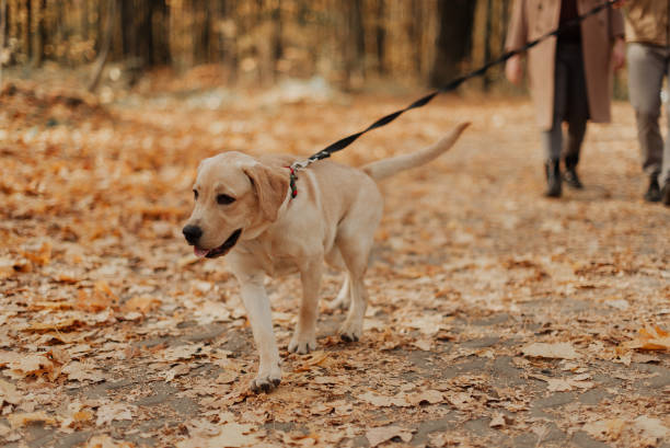 istock labrador walks in the autumn forest on a leash 1347526272