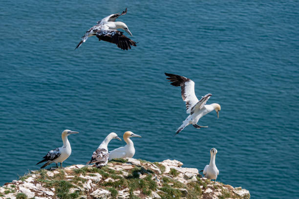 istock Northern gannet, morus bassanus, perched on cliffs 1347526401