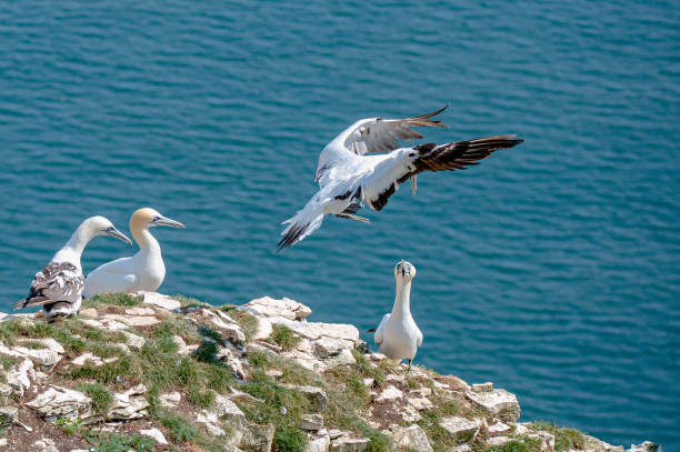 istock Northern gannet, morus bassanus, perched on cliffs 1347526412