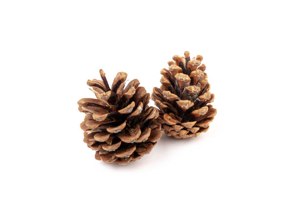 istock Pine cones isolated on a white background, photography 1347527091