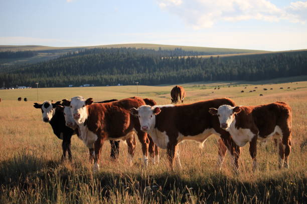 sunsets, sunrises and random pictures from Colorado and Wyoming