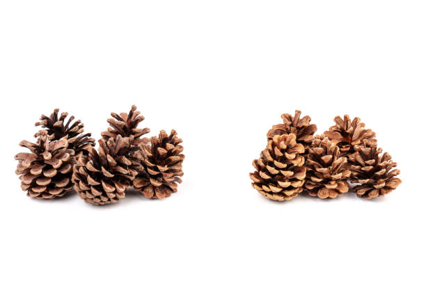 istock Pine cones isolated on a white background, photography 1347527211