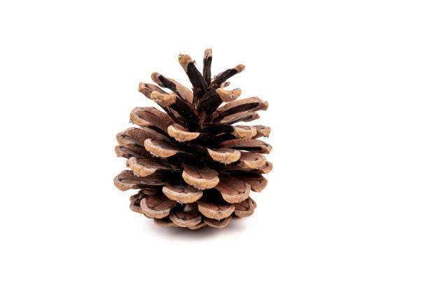 istock Pine cones isolated on a white background, photography 1347527239