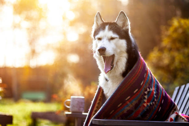 Cute husky dog with a cup of coffee stock photo
