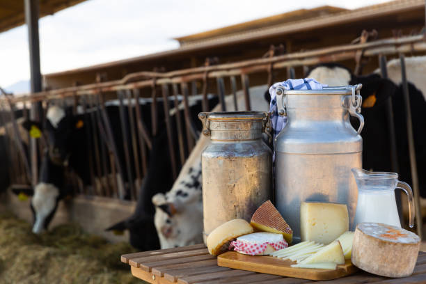 istock Fresh natural farm dairy products on table in cowshed 1347527874