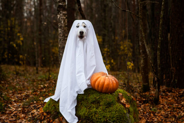 istock Dog in a ghost costume for Halloween 1347527945