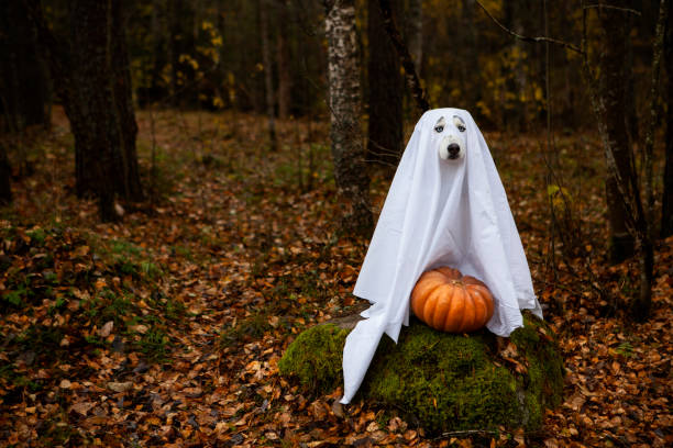 istock Dog in a ghost costume for Halloween 1347527953