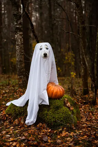 Dog in a ghost costume for Halloween ghost pic costume
