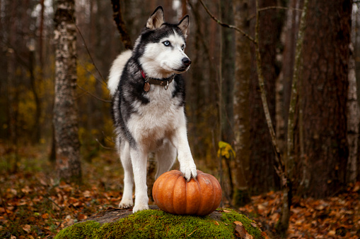 Cute husky dog holding a pumpkin