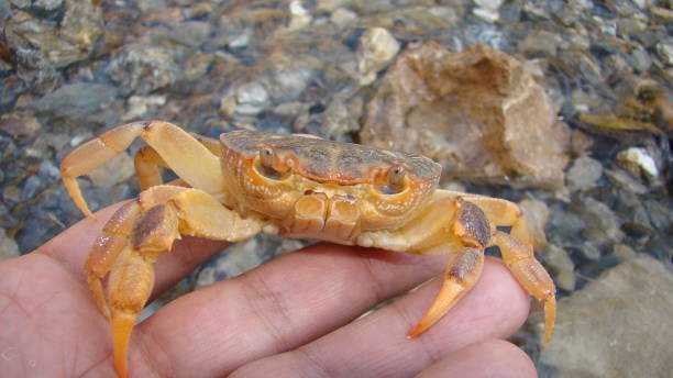Crab.
an exotic veterinarian holding a big crab.
a big crab claw.
a crab on the hand.
wildlife vet, wild nature.
crustacean, marine animals, animal in the water at the beach, ocean, sea, river cangrejo.
un veterinario exótico sosteniendo un gran cangrejo.
una gran garra de cangrejo.
un cangrejo en la mano.
veterinario de vida silvestre, naturaleza salvaje.
crustáceos, animales marinos, animales en el agua en la playa, océano, mar, río