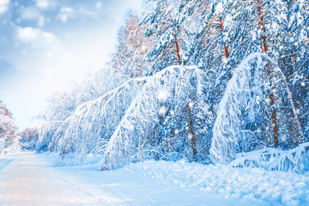 istock winter forest with snow covered trees. outdoor 1347530566
