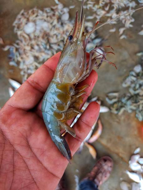 istock Big tiger prawn paeneus indicus shrimp innhand 1347533431