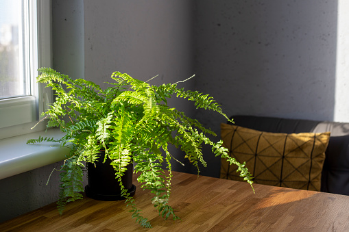 Green fern in black pot stands on wooden kitchen table near the window