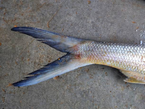 istock bilobed fish tail or coudal fin isolated image laying on ground 1347533542