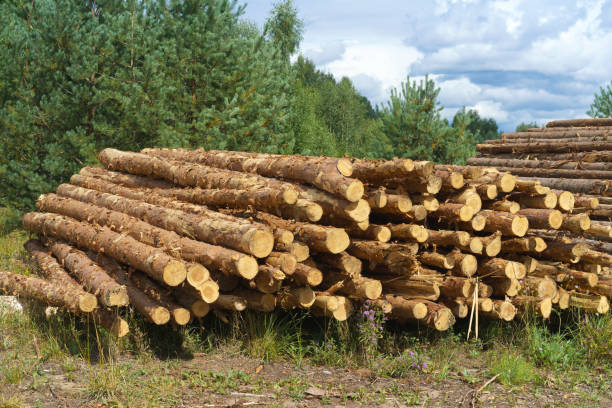 istock Deforestation, forest destruction. Chopped tree on ground in forest. Pile, stack of many sawn logs of pine trees 1347533588