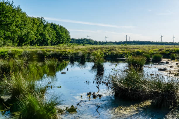 istock A moor area in Germany. 1347534301