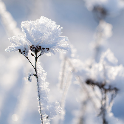 dry faded flowers in snowdrifts and rime with crystals on a sunny frosty winter day