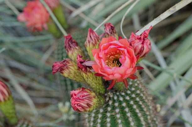 цветущий кактус - desert flower california cactus стоковые фото и изображения